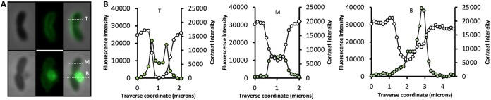 FIG 2