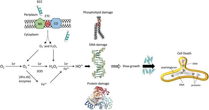 FIG 11