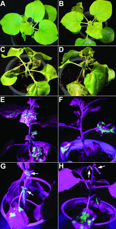 FIG. 7.