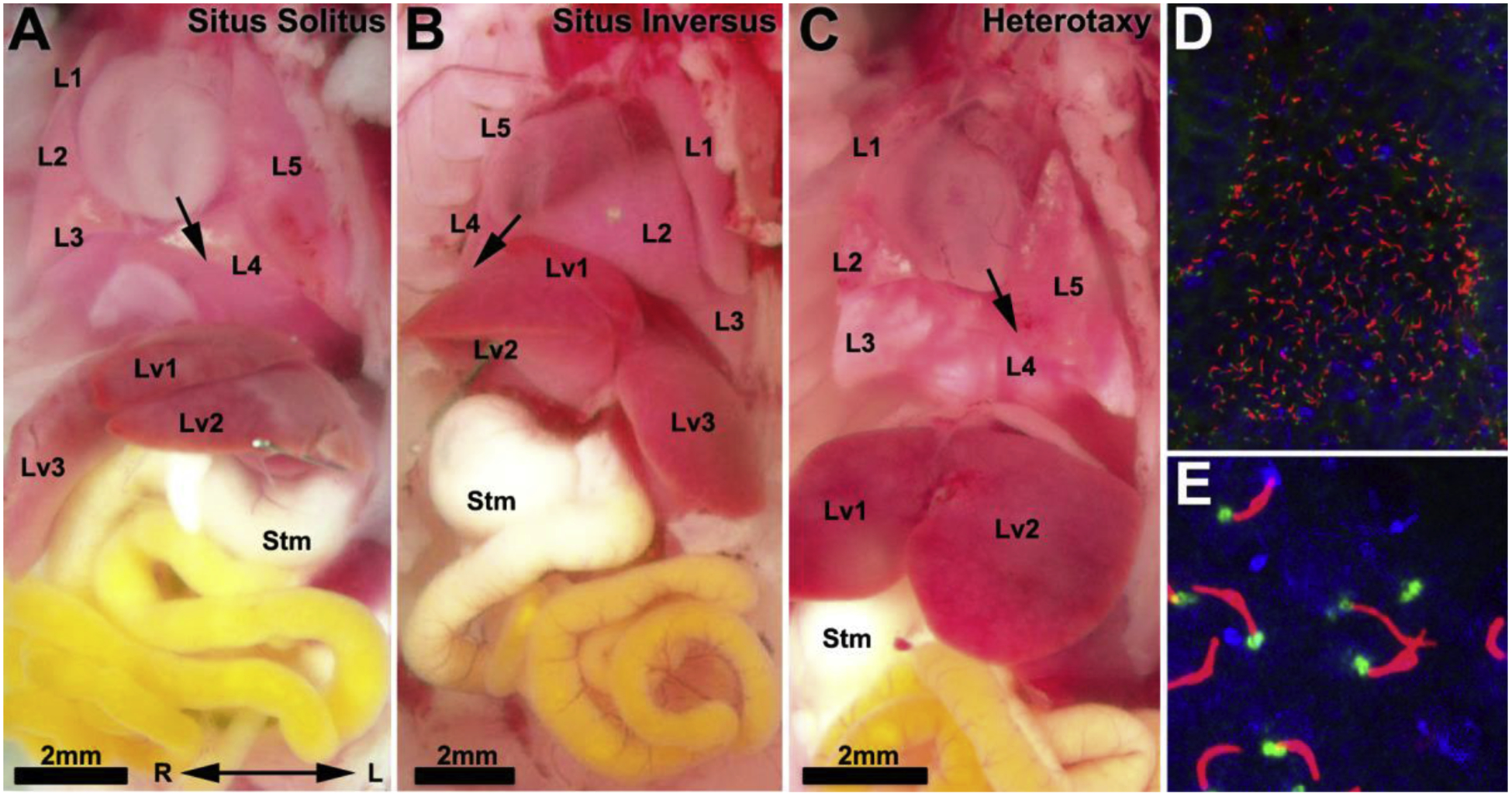 Figure 2.