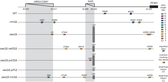 Figure 9—figure supplement 1.