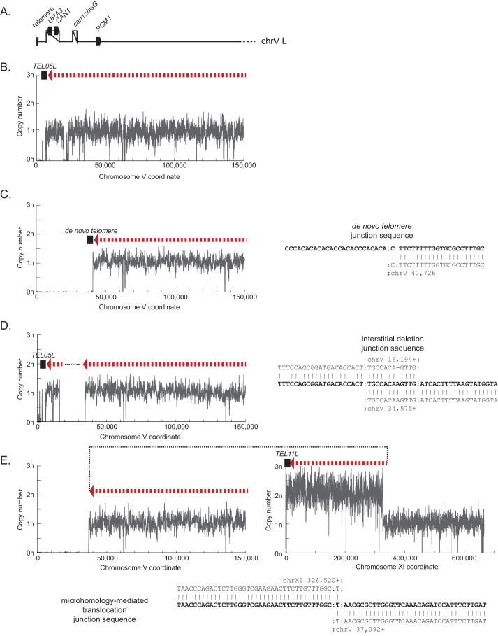 Figure 1—figure supplement 1.