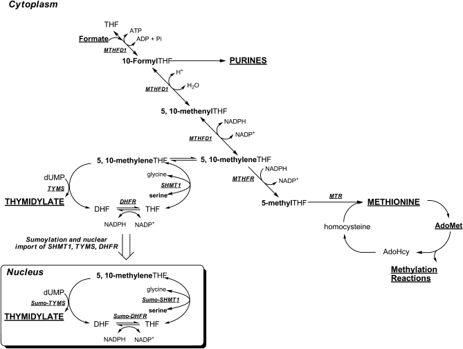 FIGURE 1 