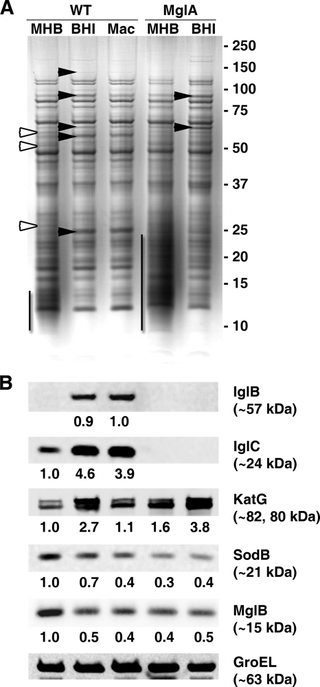 FIG. 1.