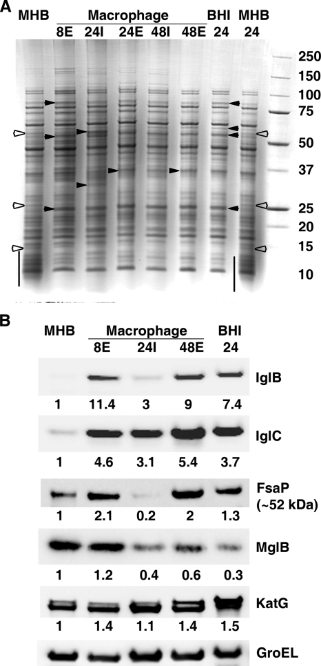 FIG. 3.