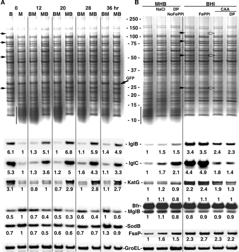 FIG. 2.