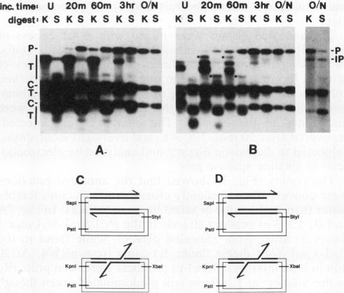 graphic file with name molcellb00140-0375-a.jpg