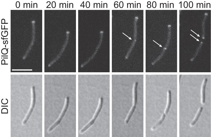 FIG 6