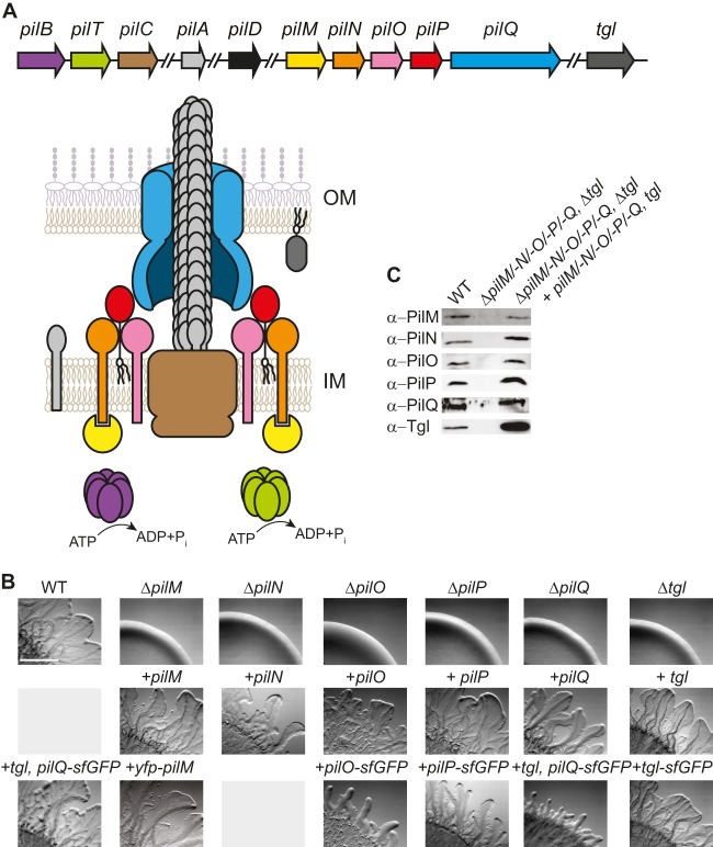 FIG 1