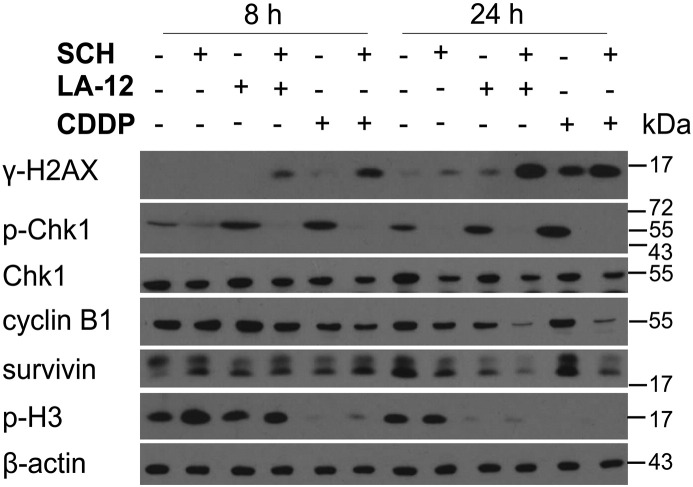 Supplementary Figure 11