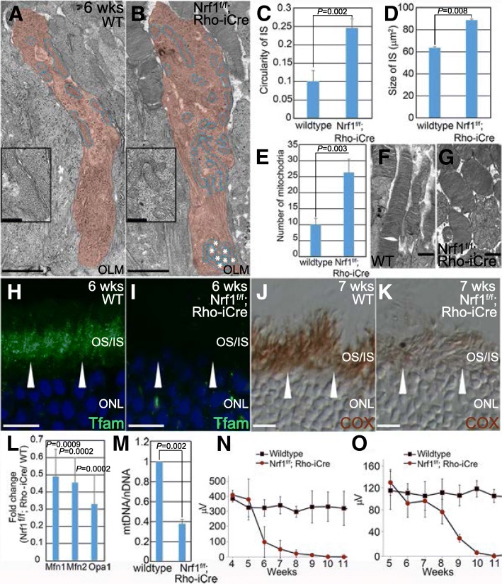 Fig. 9