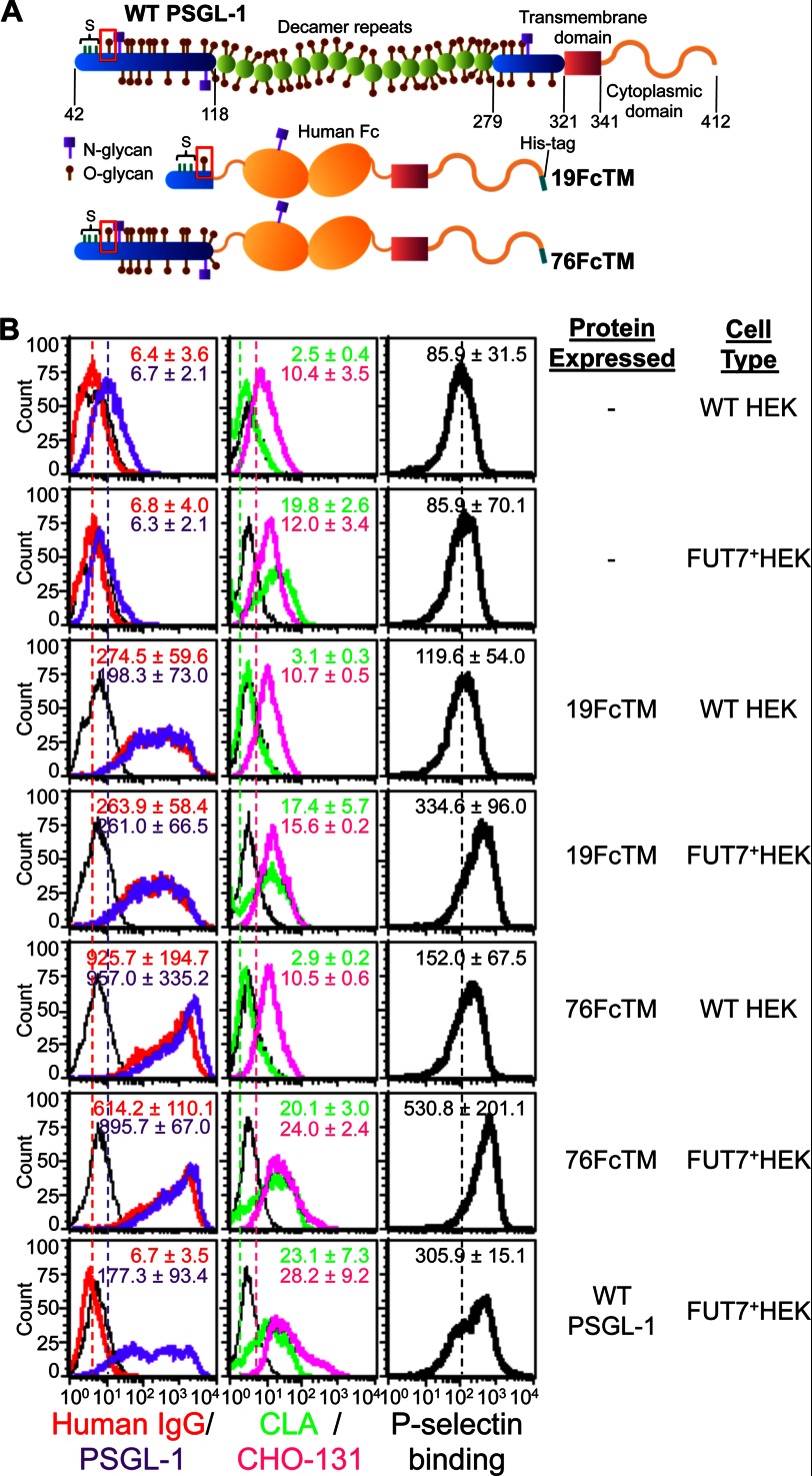 FIGURE 1.