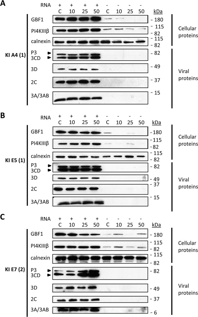 FIG 6