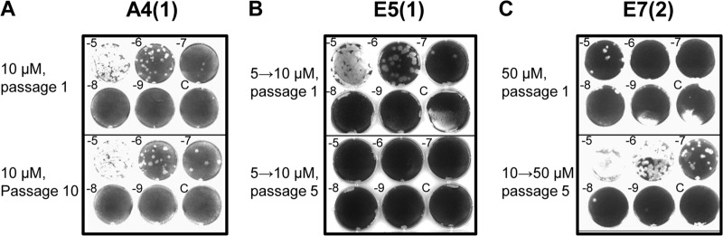 FIG 7