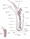 Fig. 2