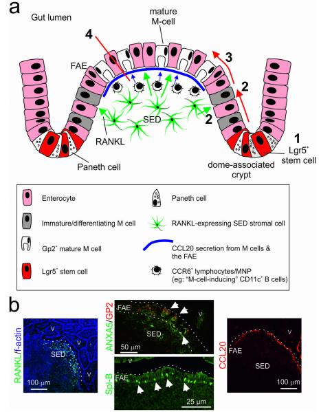 Microfold (M) cells: important immunosurveillance posts in the ...