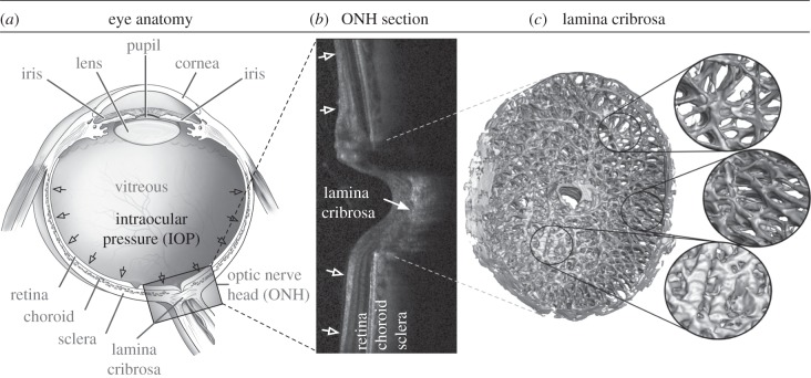 Figure 1.