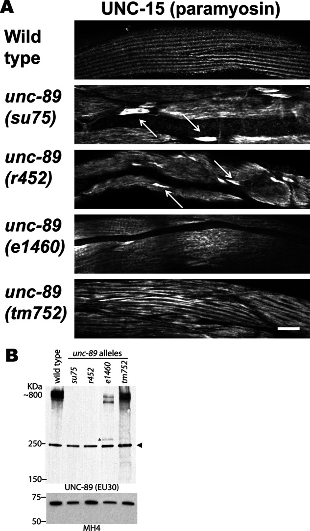 FIGURE 6: