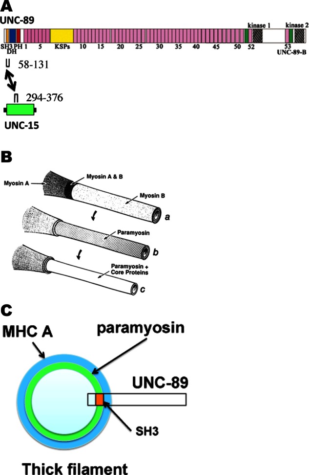 FIGURE 12: