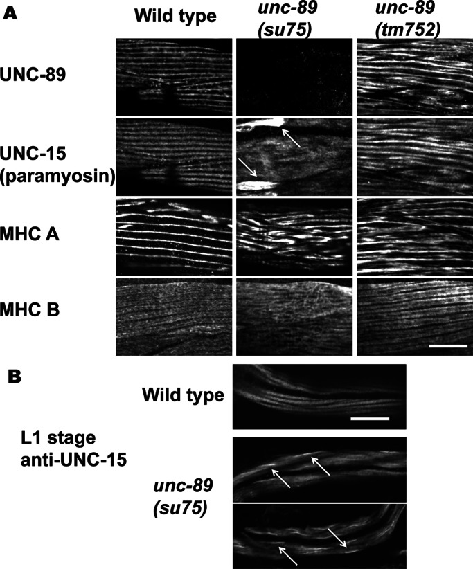 FIGURE 5: