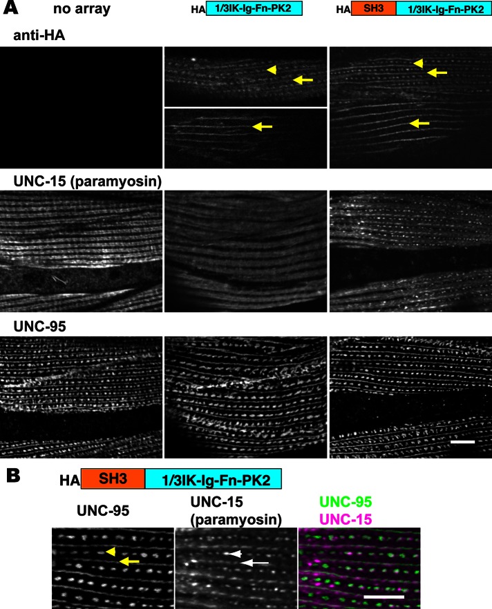 FIGURE 10: