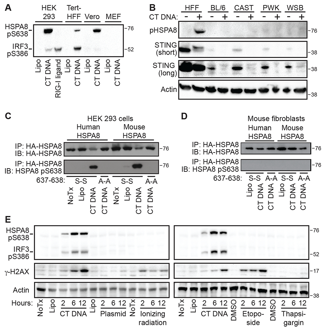 Figure 7: