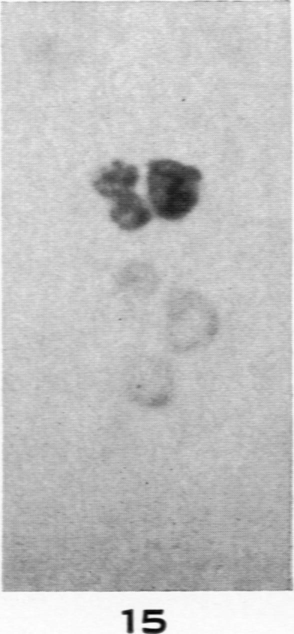 Fig. 15