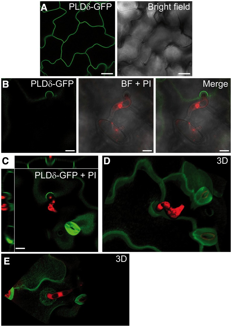 Figure 6.