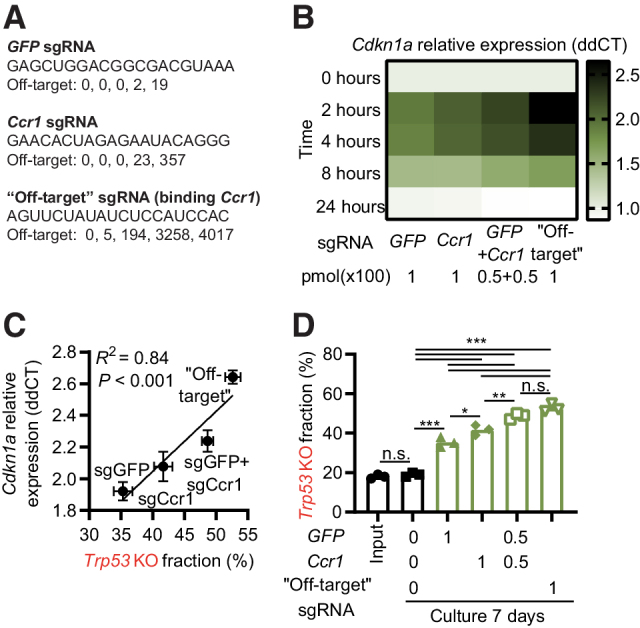 Figure 2. The level of DDR induced by an sgRNA influences the enrichment of Trp53 KO cells. A, Information about sgRNAs used in the figure. Off-target indicates number of targets with 0, 1, 2, 3, and 4 mismatches to the mouse genome as identified by Cas-OFFinder. B, Hox cells (Cas9+ and GFP+) were electroporated with indicated sgRNAs, and Cdkn1a expression analyzed by qPCR at different time points. C, Comparison of the Cdkn1a expression by qPCR 2 hours after electroporation with indicated sgRNAs and enrichment of Trp53 KO sequences day 7. D, Trp53 KO and WT Hox cells (Cas9+ and GFP+) were mixed 1:4 and electroporated by different sgRNAs at the indicated doses (pmol × 100). Seven days later, cells were collected and sequenced to determine the percentage of Trp53 KO sequences. Data presented as heatmap based on the average signal, n = 3 (B), mean ± SEM, n = 3 (C), or mean and individual data, n = 3 (D). Data are combined from three independently performed experiments (B–D). *, P < 0.05; **, P < 0.01; ***, P < 0.001; n.s., nonsignificant by Pearson r correlation and simple linear regression line (C), or one-way ANOVA and Tukey posttest (D).