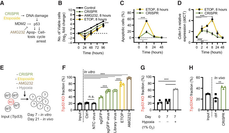 Figure 1. CRISPR-mediated DNA damage enriches for cells with mutations in Trp53. A, Model describing how CRISPR and pharmacologic p53 activation used in the study are expected to affect targeted cells. B, Growth characteristics of Hox expanded bone marrow cells (from Cas9+ GFP+ mice), exposed to CRISPR (electroporated with a control or GFP targeting sgRNA; sgGFP), or pulsed for 8h with AMG232, or etoposide (ETOP). C, Kinetic analysis of apoptosis by flow cytometry-based TUNEL assay of Hox cells exposed to CRISPR (electroporated with sgGFP) or etoposide. D, Kinetic qPCR analysis of Cdkn1a expression of Hox cells exposed to CRISPR (electroporated with GFP sgRNA) or etoposide. E, Model describing experimental setup. F, WT and Trp53 KO Hox cells (Cas9+ and GFP+) were mixed and subjected to CRISPR [electroporated with sgGFP, or transduced with nontargeting ctrl (NTC) virus, sgGFP virus, CRISPR library virus], or an 8 hours pulse with etoposide or AMG232. After 7 days in culture, cells were sequenced, and the fraction of Trp53 KO sequences determined. G, WT and Trp53 KO Hox cells were mixed and cultured for seven days in a hypoxia chamber. H, WT and Trp53 KO B16 cells (Cas9+) were mixed, electroporated with control or a Ccr1 targeting sgRNA (sgCcr1), and injected subcutaneously into C57BL/6 mice. Day 21 tumors were collected and analyzed for Trp53 mutations. Data are shown as mean ± SEM, n = 3 (B–D), mean and individual values, n = 3 (F–H). Data are combined from three independently performed experiments (B–D and F–H). **, P < 0.01; ***, P < 0.001; n.s., nonsignificant by two-way ANOVA and Tukey posttest (B–D), one-way ANOVA and Tukey posttest (F–H).