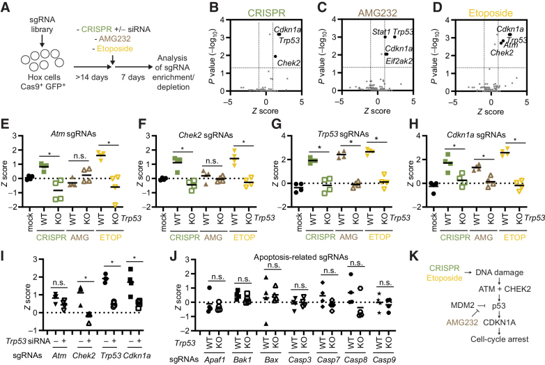 Figure 4. CRISPR enriches for low-frequency mutations in tumor suppressor genes. A, Model describing experimental setup. B–D, Hox cells (Cas9+ and GFP+) were transduced with a custom CRISPR library and cultured for >14 days. Cells were then either exposed to CRISPR (sgGFP electroporation; B), AMG232 8 hours pulse (C), or etoposide 8 hours pulse (D). Cells were subsequently cultured for 7 days, the sgRNA representation analyzed by next-generation sequencing, and enrichment/depletion deconvoluted by MAGeCK. E–H, Z scores of individual sgRNAs (n = 4/gene) for Atm (E), Chek2 (F), Trp53 (G), and Cdkn1a (H) in WT and Trp53 KO Hox cells treated with mock (electroporation without sgRNA), CRISPR (electroporation with sgGFP), AMG232, or etoposide (ETOP). I, Z scores of individual sgRNAs (n = 4/gene) in Hox cells treated with Trp53 siRNA at the same time as being electroporated with sgGFP as described in A. J, Z scores of individual sgRNAs (n = 4/gene) for genes linked to apoptosis. K, Model indicating genes playing a nonredundant role in the DDR. Data presented as volcano plots with Z score (log2-fold change) and adjusted P values (B–D) as calculated by MAGeCK, or mean and individual values for four sgRNAs from the exploratory screen (E–J). *, P < 0.05; n.s., nonsignificant by Mann–Whitney test.