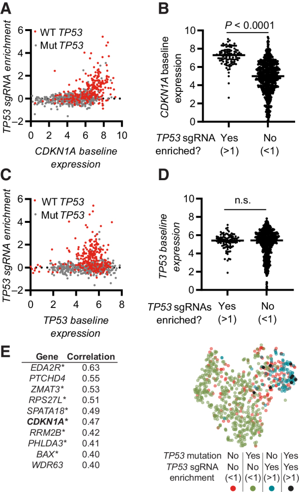 Figure 6. Gene expression patterns predicting if the CRISPR–p53 axis is active in a cell. A, Correlation of TP53 sgRNA enrichment with baseline CDKN1A expression. TP53 WT cells are indicated in red. B, Baseline CDKN1A expression in cells stratified on the basis of the enrichment of TP53 sgRNAs. C, Correlation of TP53 sgRNA enrichment with baseline TP53 expression. TP53 WT cells are indicated in red. D, Baseline TP53 expression in cells stratified on the basis of the enrichment of TP53 sgRNAs. E, Left, top 10 genes with expression correlating with enrichment of TP53 sgRNAs. *, genes identified as transcription factor target genes for p53. Right, tSNE dimensionality reduction analysis of cell based on expression of the 10 genes in E (left). Data include all available overlapping data in the Depmap CRISPR (Avana) 20Q4, Expression Public 20Q4. Each dot represents one cell line (A–D and E), n = 800. Statistical analysis based on unpaired t test (B and D) and calculated in Depmap (E). n.s., nonsignificant.