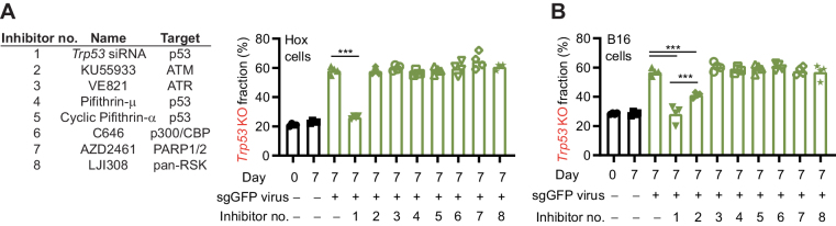 Figure 3. CRISPR-mediated enrichment of mutations in Trp53 can be inhibited. A, Left, inhibitors used in A and B. Right, WT and Trp53 KO Hox cells (Cas9+ and GFP+) were mixed and transduced with a sgGFP virus in the presence of inhibitors. Cells were then cultured for 7 days, followed by quantification of the frequency of Trp53 mutations by sequencing. B, WT and Trp53 KO B16 cells were mixed and transduced with sgGFP virus in the presence of a selection of inhibitors. Cells were then cultured for 7 days, followed by quantification of the frequency of Trp53 mutations by sequencing. Data are shown as mean and individual values, n = 4 (A and B). Data are combined from two independently experiments performed in two duplicates (A and B). ***, P < 0.001 by one-way ANOVA and Tukey posttest (A and B).