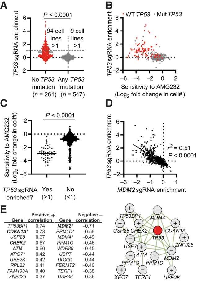 Figure 5. Enrichment of sgRNAs targeting TP53 and a CRISPR–p53 interactome in full genome CRISPR screens of >800 human cancer cell lines. A, Enrichment score of TP53 sgRNAs in 808 cell lines, stratified on the basis of the presence or absence of any mutation in TP53. B, Correlation between the enrichment of TP53 sgRNAs and AMG232 sensitivity. TP53 WT cells are indicated in red. C, Sensitivity to AMG232 in cell lines stratified on the basis of TP53 sgRNA enrichment. D, Correlation between the enrichment of TP53 sgRNAs and MDM2 sgRNAs. E, Left, top 10 genes with the strongest positive (+) and negative (−) correlation with TP53 sgRNA enrichment from full genome CRISPR screens of 808 cell lines. *, genes identified as transcription factor target genes for p53. Bold indicates genes identified experimentally in Fig. 4. Right, physical interactions of genes in E (left) defined by geneMANIA. + indicates genes that positively correlate, and − indicates genes that negatively correlate with TP53 sgRNA enrichment. Data include all available data in the Depmap CRISPR (Avana) 20Q4, Expression Public 20Q4, as well as drug sensitivity (PRISM Repurposing Primary Screen) 19Q4 releases. Each dot represents one cell line (A–D), and the data are based on n = 808 (A, D, and E) n = 408 (B and C). Statistical analysis based on unpaired t test (A and C), Pearson r correlation and simple linear regression line (D), and calculated in Depmap (E).