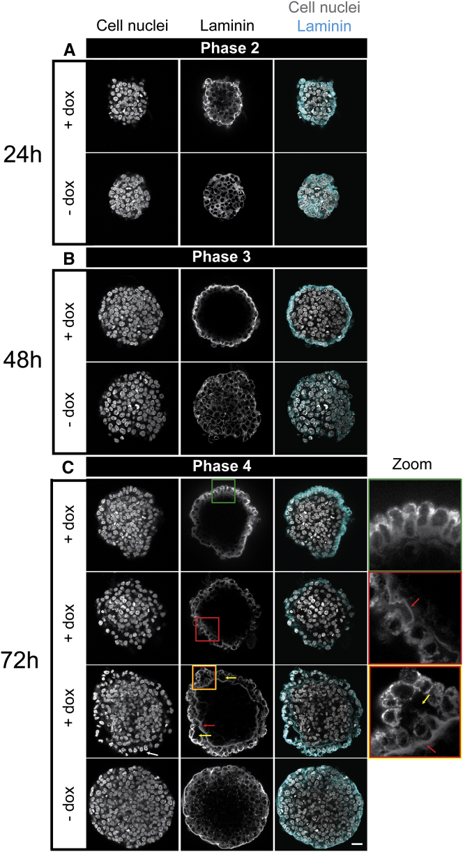 Figure 5