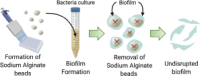 Mimicking biofilm formation and development: Recent progress in in ...