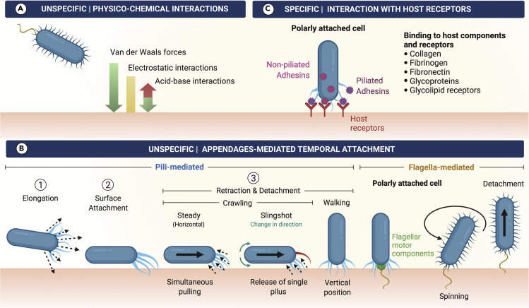 Figure 2