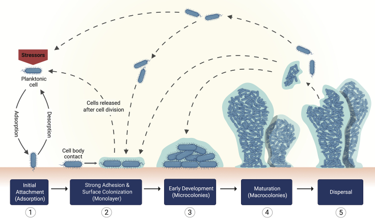 Figure 1