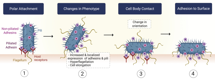 Figure 3