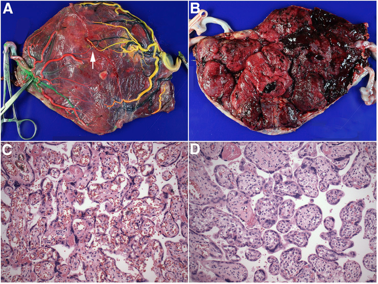 Fig. 1.