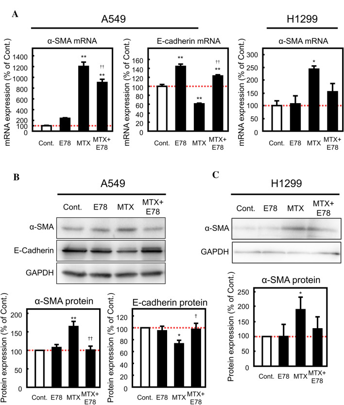 Role of integrin 2 in methotrexate induced epithelial mesenchymal