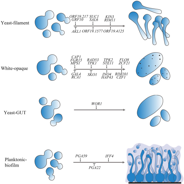 FIGURE 2