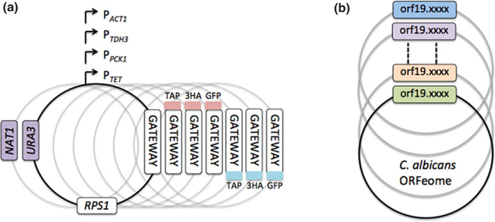 FIGURE 1