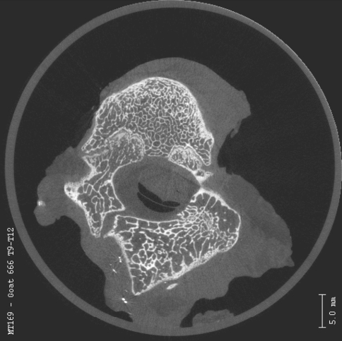 Fig. 5