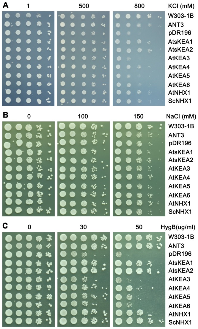 Figure 4