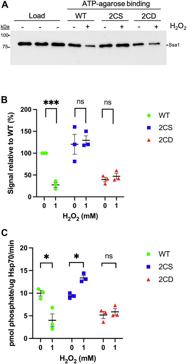 Oxidation Of Two Cysteines Within Yeast Hsp70 Impairs Proteostasis 