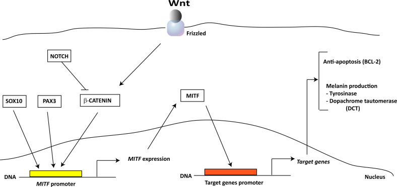 Fig. 1