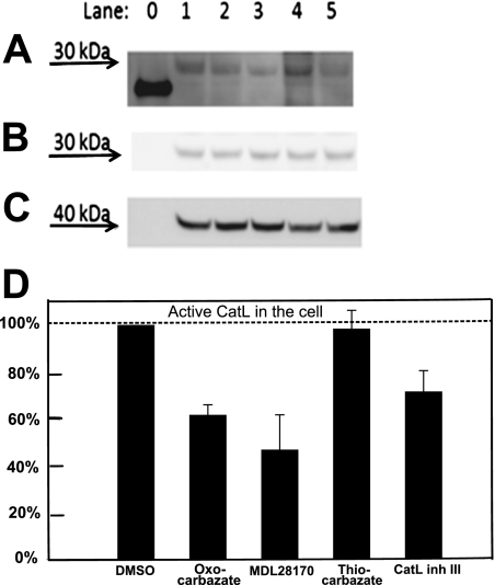 Fig. 5.