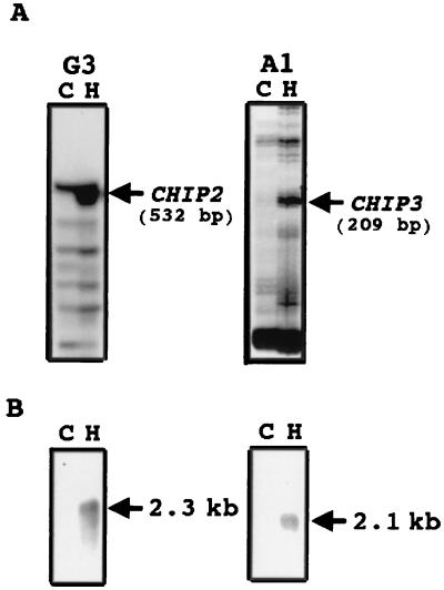 FIG. 1