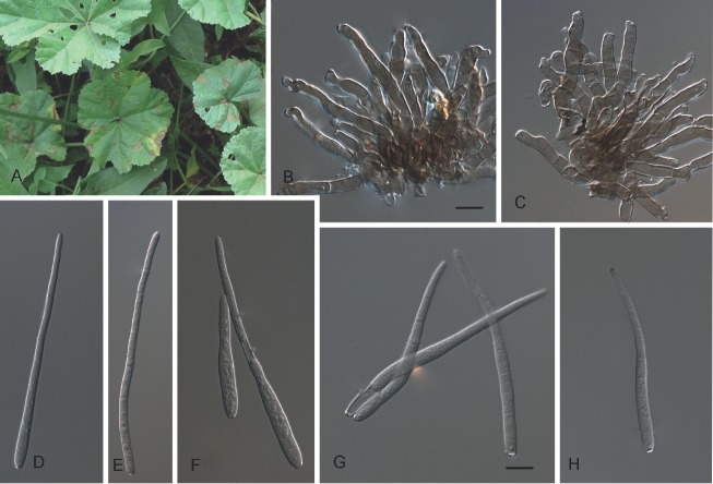 Fig. 7.